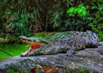 বানভাসি বৃষ্টিতে বেহাল আলিপুর চিড়িয়াখানাও, খাঁচা থেকে বেরিয়ে পড়ল কুমির, আতঙ্কে  কর্মীরা!