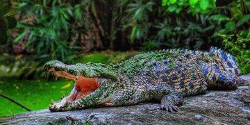 বানভাসি বৃষ্টিতে বেহাল আলিপুর চিড়িয়াখানাও, খাঁচা থেকে বেরিয়ে পড়ল কুমির, আতঙ্কে কর্মীরা!