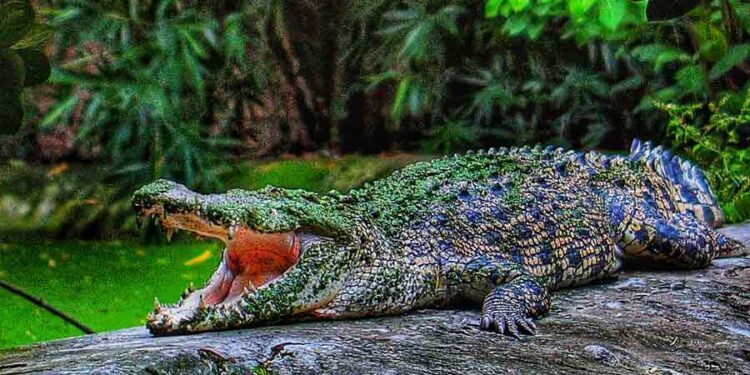 বানভাসি বৃষ্টিতে বেহাল আলিপুর চিড়িয়াখানাও, খাঁচা থেকে বেরিয়ে পড়ল কুমির, আতঙ্কে কর্মীরা!